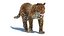 Leopardo animado (piel)