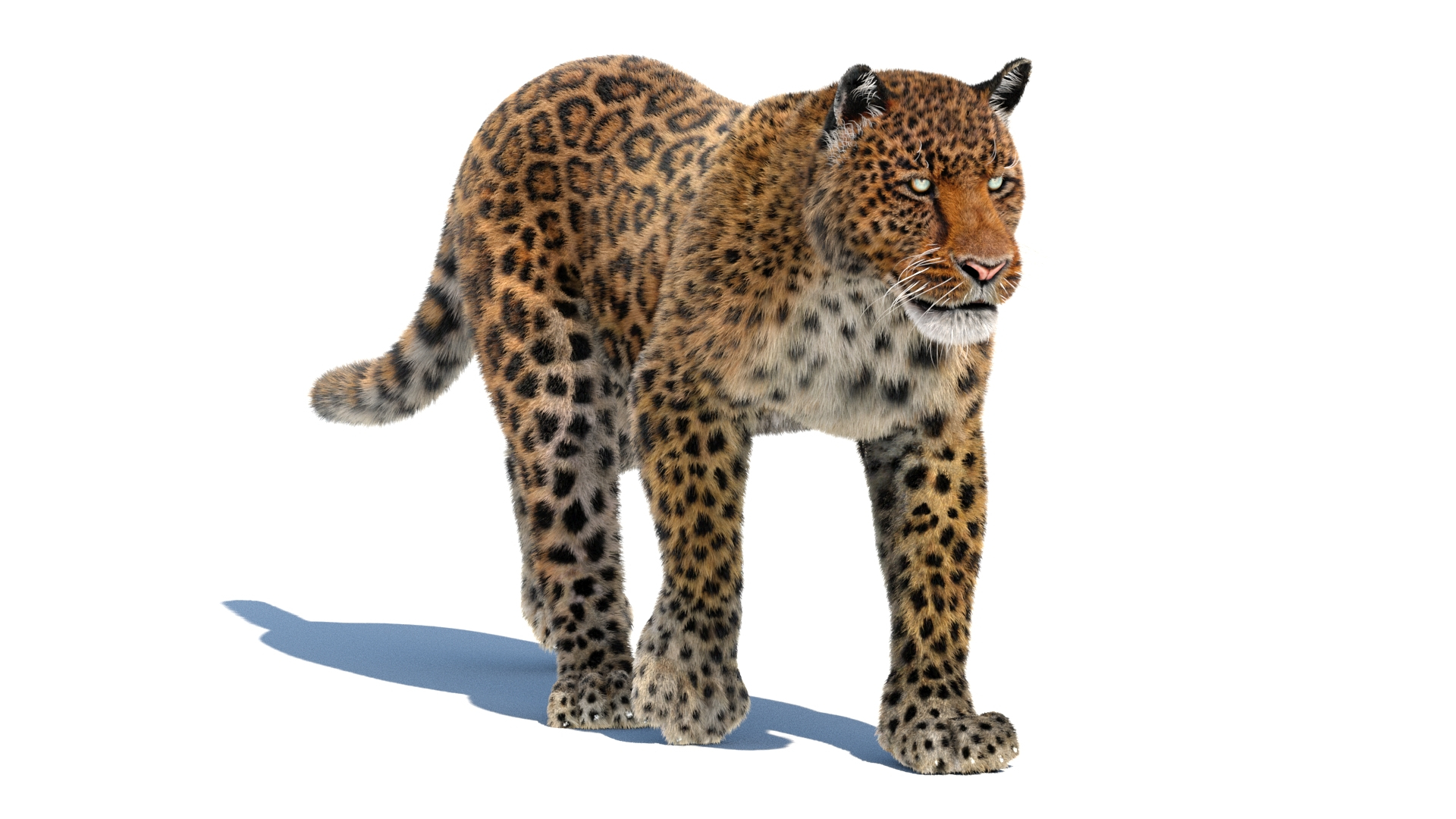 3d leopard fur cat animation https://p.turbosquid.com/ts-thumb/c7/TseoAZ/ws/leopard3dmodelwalkcycle/jpg/1690103223/1920x1080/turn_fit_q99/f39de6652718ad8caf199b50aa9e63ccef35de75/leopard3dmodelwalkcycle-1.jpg