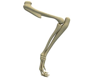 animal leg skeleton model