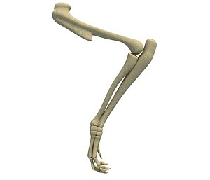 Animal Leg Skeleton