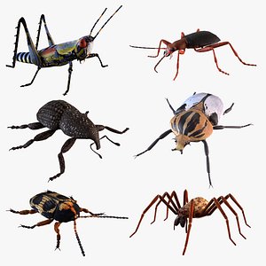 Insects bundle