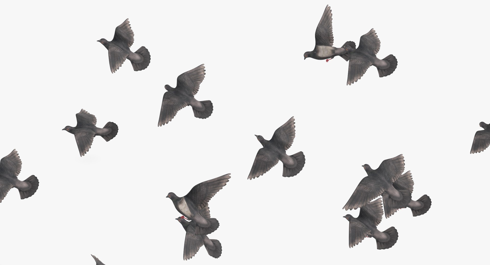 3D Flocking Pigeons Flying Large - TurboSquid 1320330