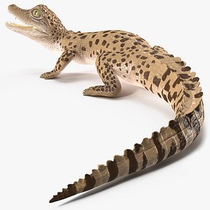 Baby Crocodile Light Color Pose 3D model