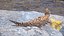 Baby Crocodile Light Color Pose