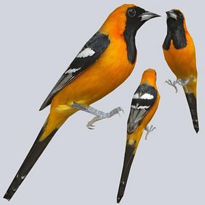 Hooded Oriole
