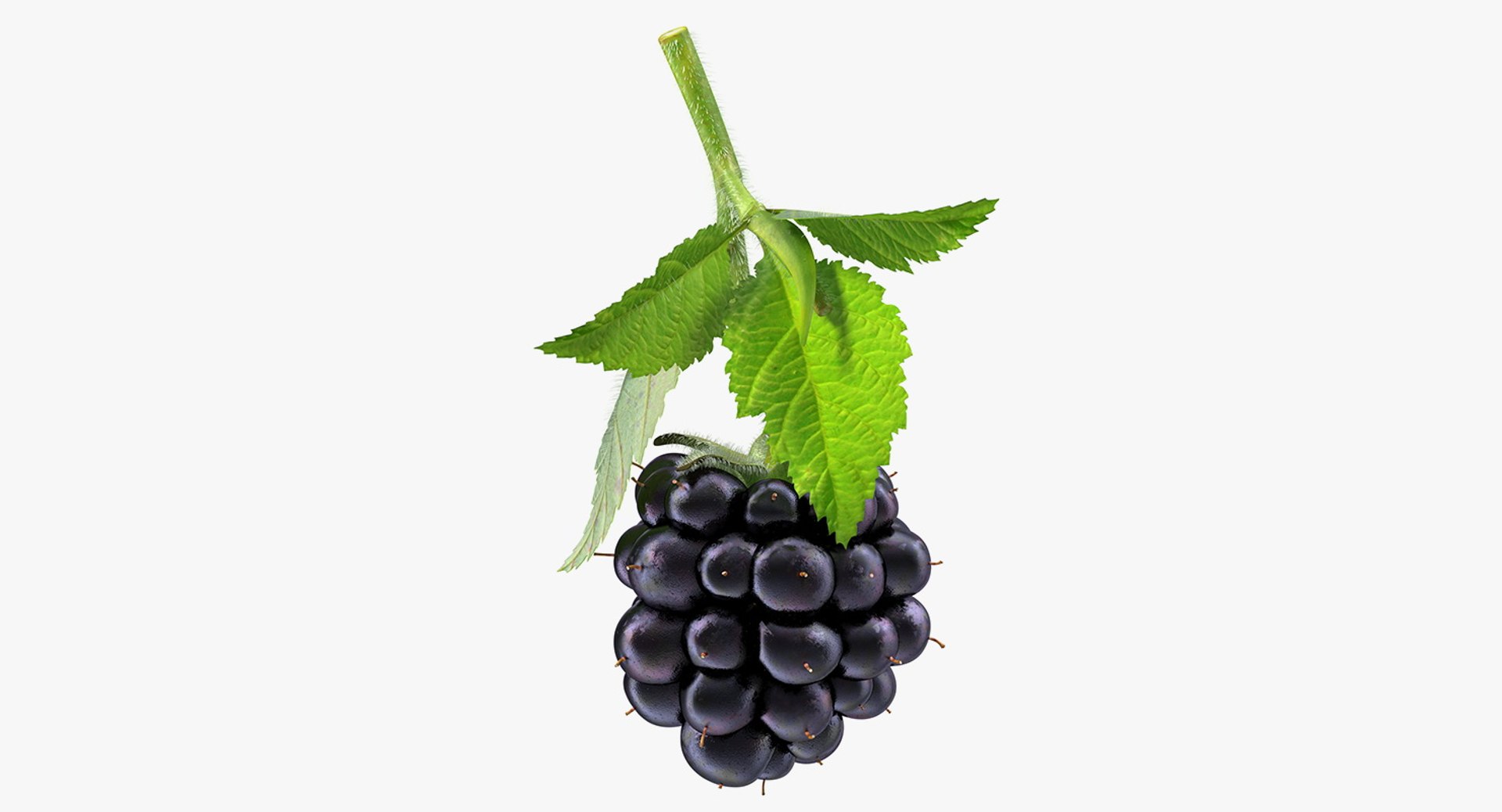 Blackberry with Leaves Fur 3D model preview
