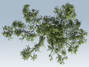 Acacia tree