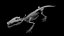 Modèle 3D de squelette de crocodile, topologie propre et très détaillée, prêt pour l'animation