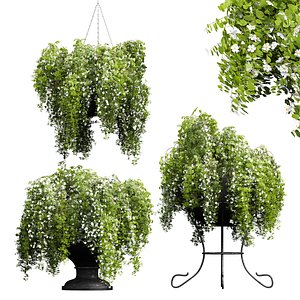 New Plant Bacopa Diffusa Sutera Pot model