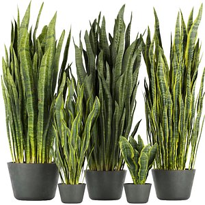 3D Collection plant vol 292 - indoor - sansveria - leaf - blender - 3dmax - cinema4d model