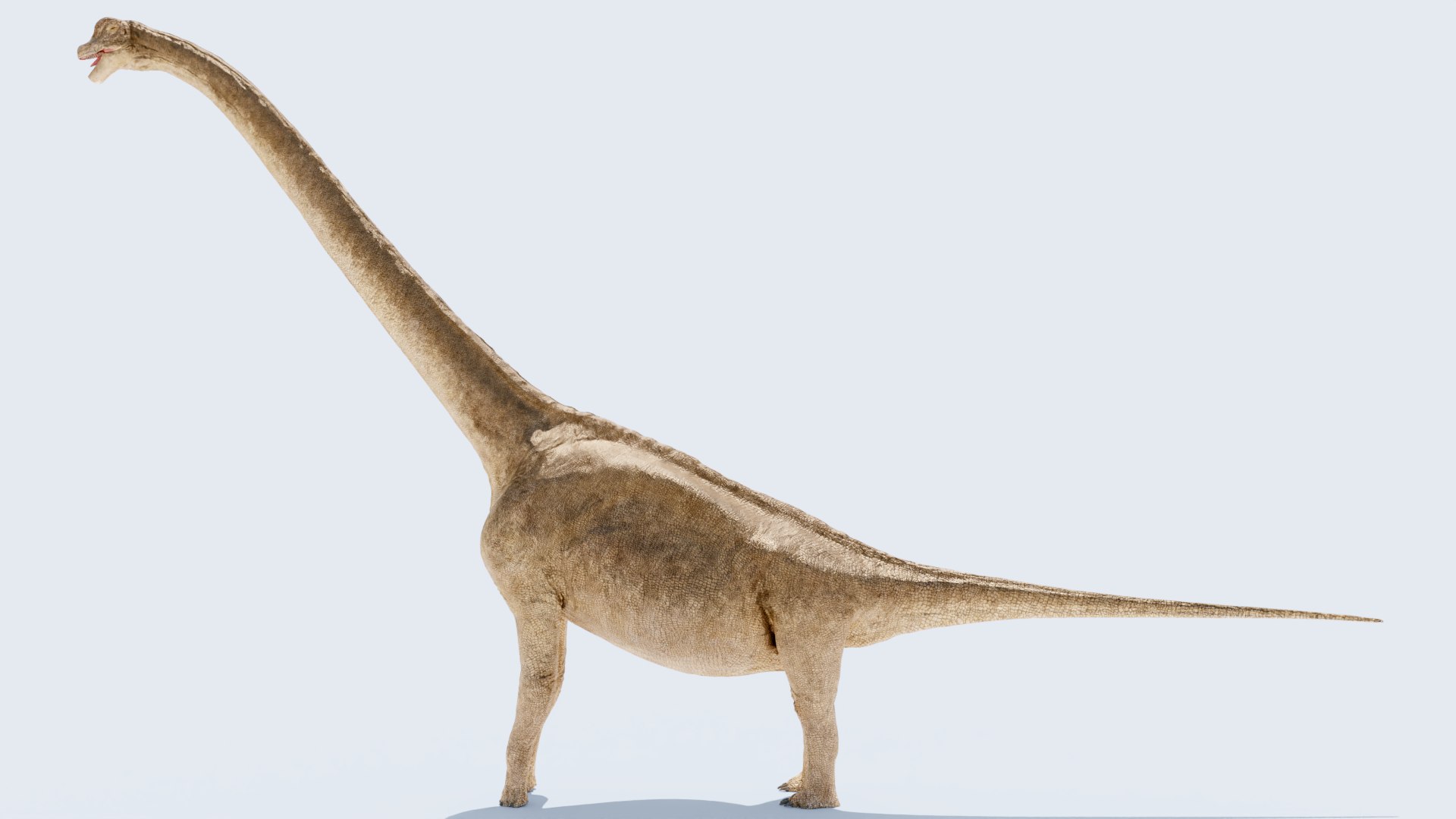 3D model Brachiosaurus-Altitorax https://p.turbosquid.com/ts-thumb/c8/pjXCST/SY/braquio0026/png/1745182129/1920x1080/fit_q87/4530fdf2e5d2c52046f72994d04e89dc6eea9b86/braquio0026.jpg