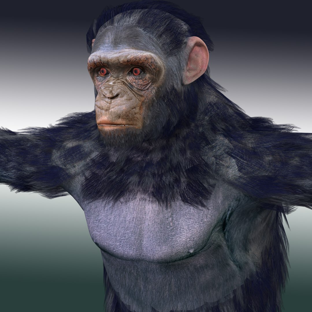 Chimpanzee Ape Rigged 3D Model - TurboSquid 1931761