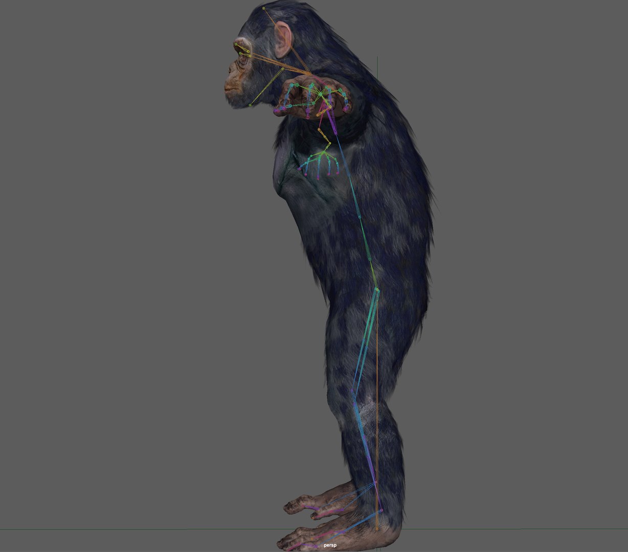 Chimpanzee Ape Rigged 3D Model - TurboSquid 1931761