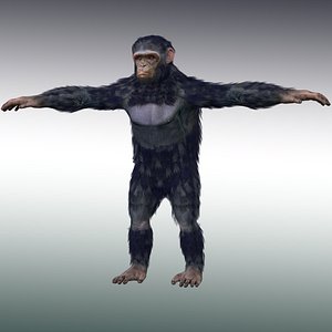 Chimpanzee Ape Rigged 3D model