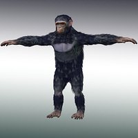Chimpanzee Ape Rig
