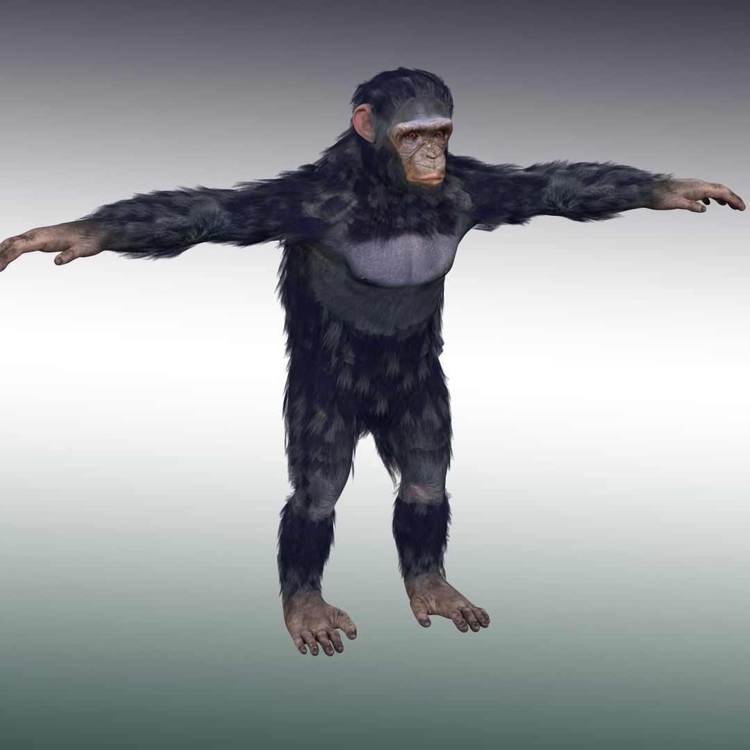 Chimpanzee Ape Rigged 3D Model - TurboSquid 1931761