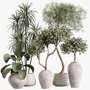 AV Indoor Plants Set 359 Dracaena Warneckii and Olive Tree and Lutea Cuban Cigar and Ficus Marginata 3D model