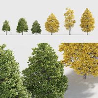 Tilia cordata 3D model