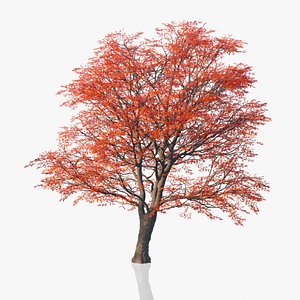 Red Maple Trees 3D