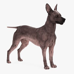 3D Mexican Hairless Dog Textured with Fur model