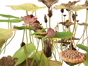 HighpolyLow Poly Nelumbo - Sacred Lotus 03 model