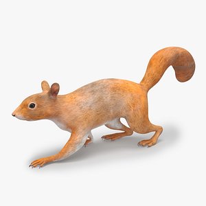Red Squirrel Rigged 3D