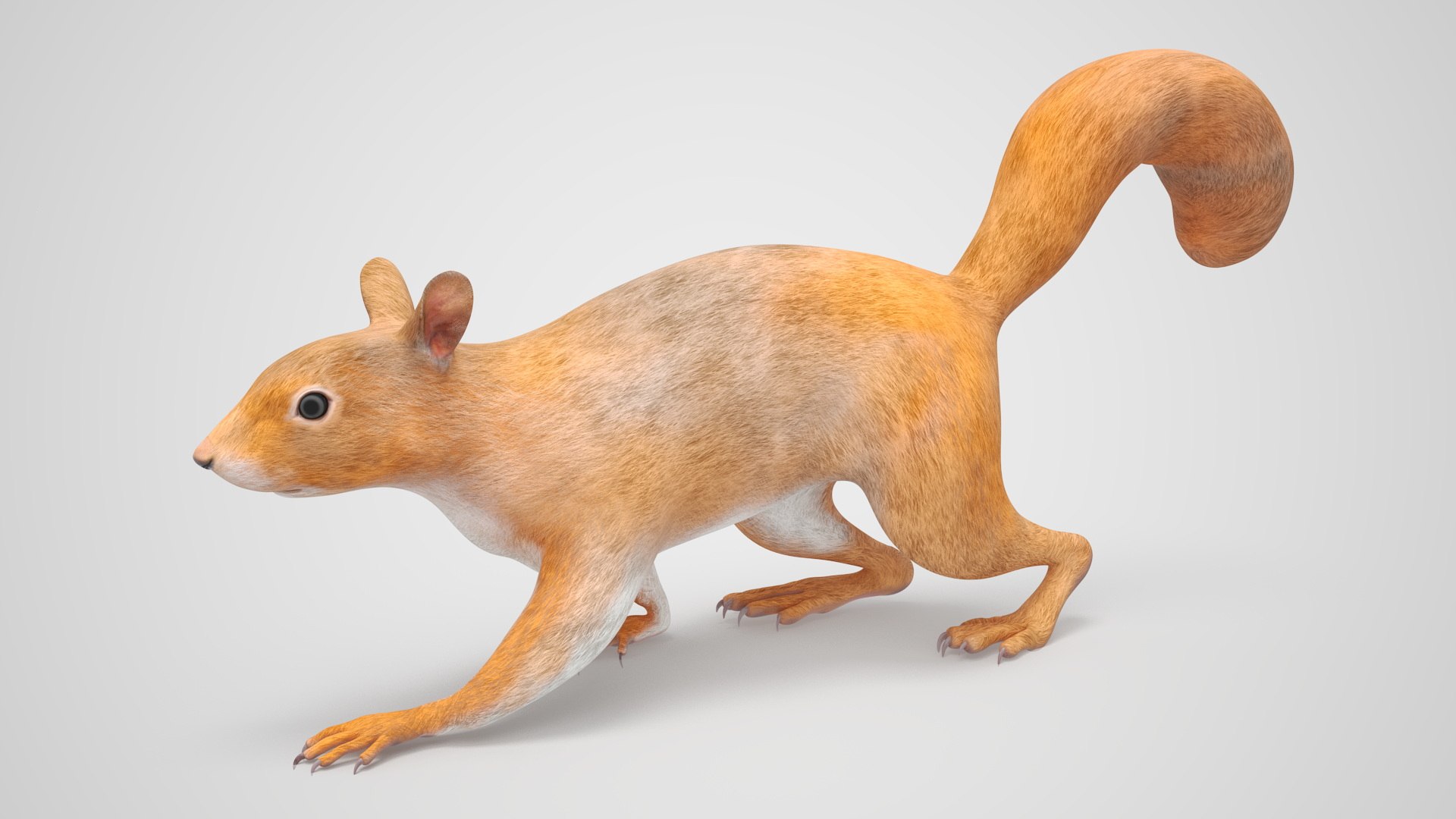 Red Squirrel Rigged 3D model preview