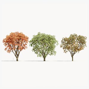 Quercus serrata d