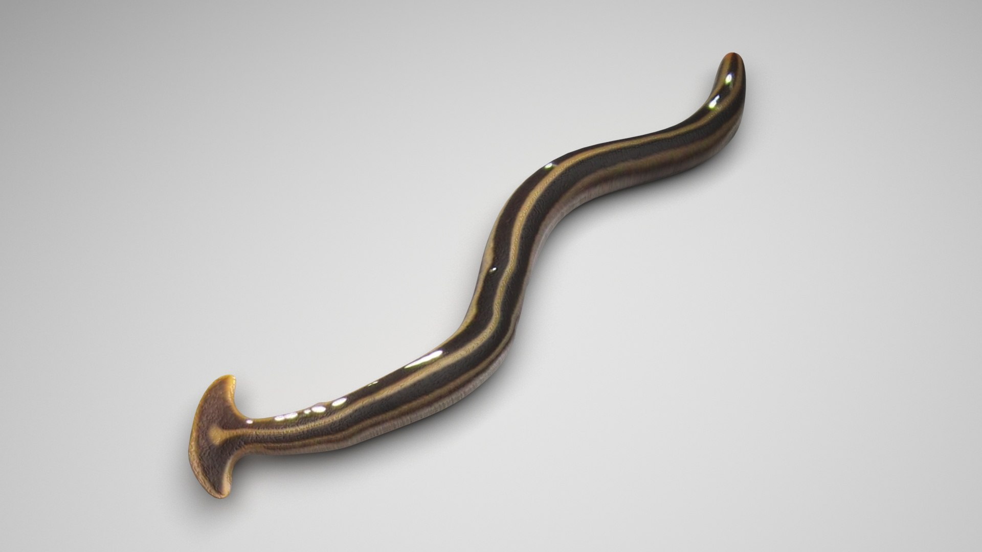 Hammerhead Worm model https://p.turbosquid.com/ts-thumb/c9/U5pkAS/RF/hammerheadworm/jpg/1725906166/1920x1080/fit_q87/69b05939feb44028fb96bc443eb22d746f4d37f9/hammerheadworm.jpg