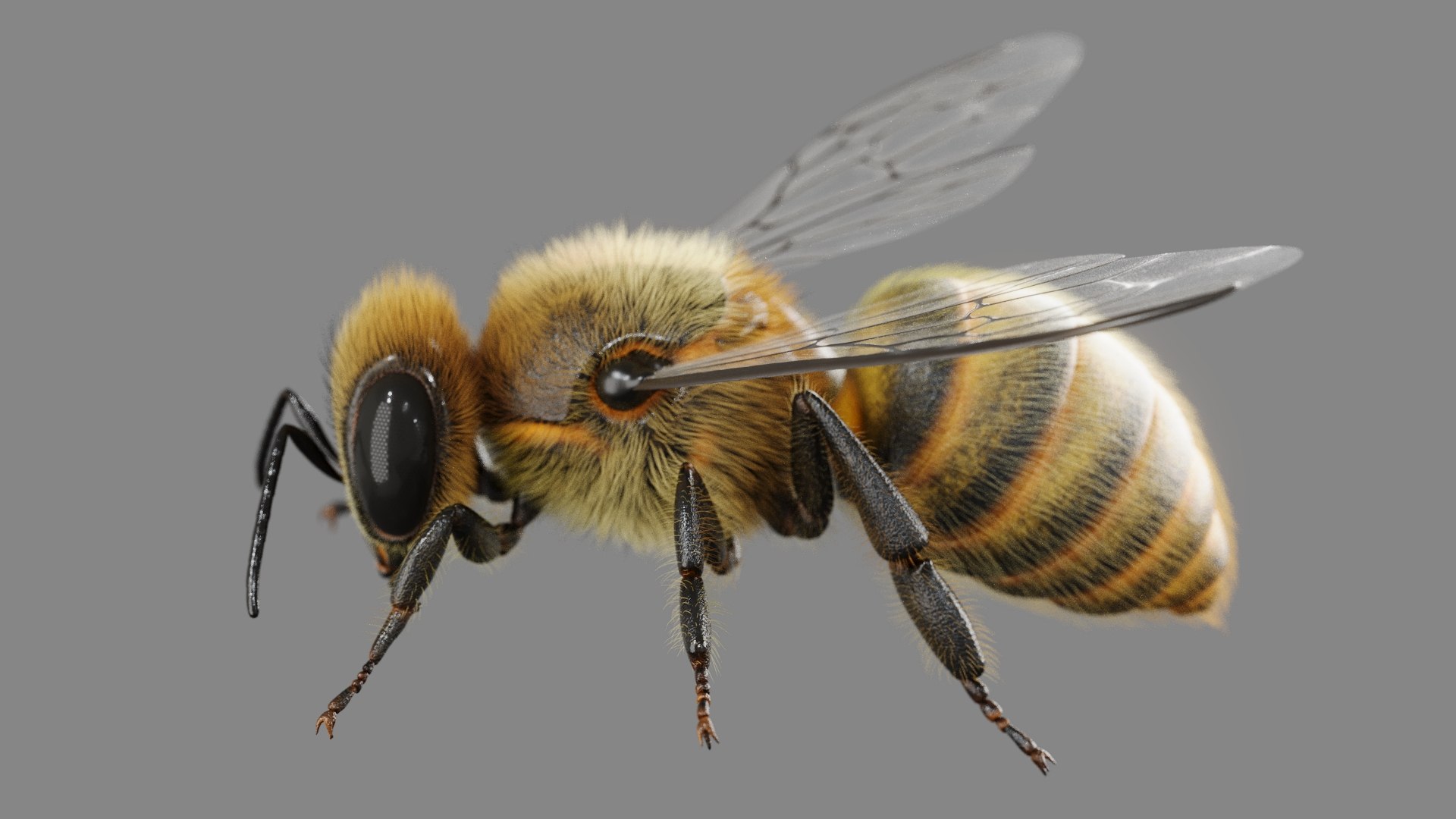 3D Model Bee Photorealistic Model - TurboSquid 2257790