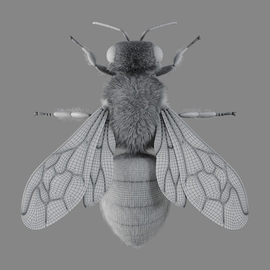 3D Model Bee Photorealistic Model - TurboSquid 2257790