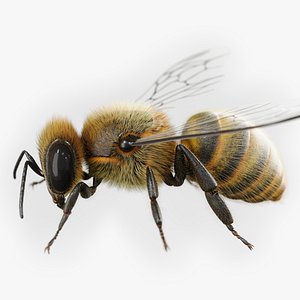 3D model Bee photorealistic  model