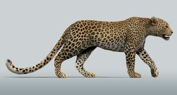 maya leopard rigged fur animations