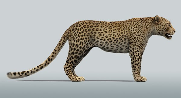 maya leopard rigged fur animations