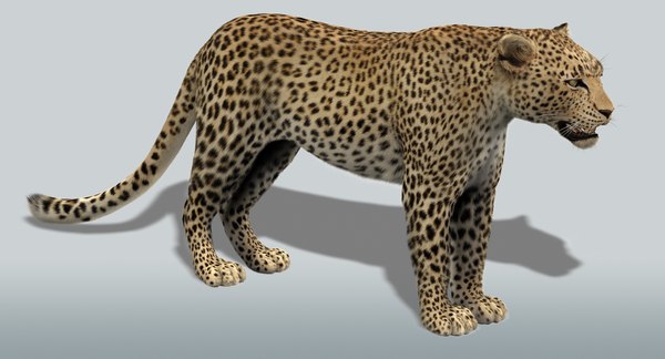 maya leopard rigged fur animations