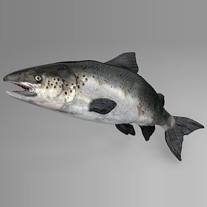 3D model salmon rigged l738 animate