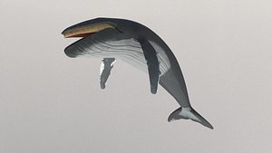 3D blue whale