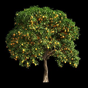 fruit tree orange 3D