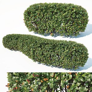 hedge cotoneaster 3D