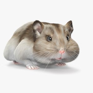 3D Campbell Dwarf Hamster Brownish Gray Fur Rigged for Cinema 4D