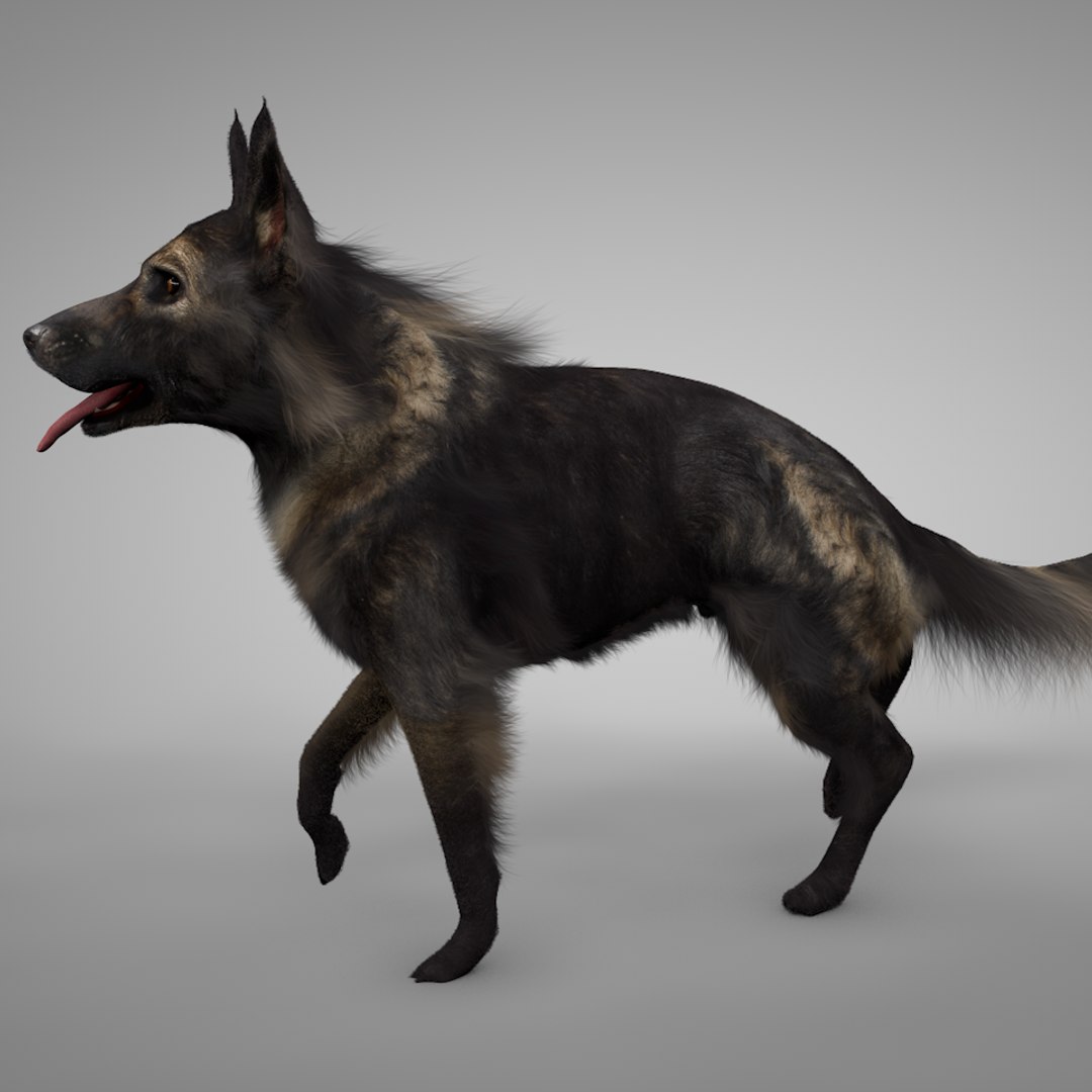 3D Sable German Shepherd L189 Model TurboSquid 1423698
