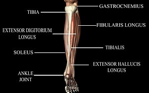 Ankle joint with muscles - Medically accurate