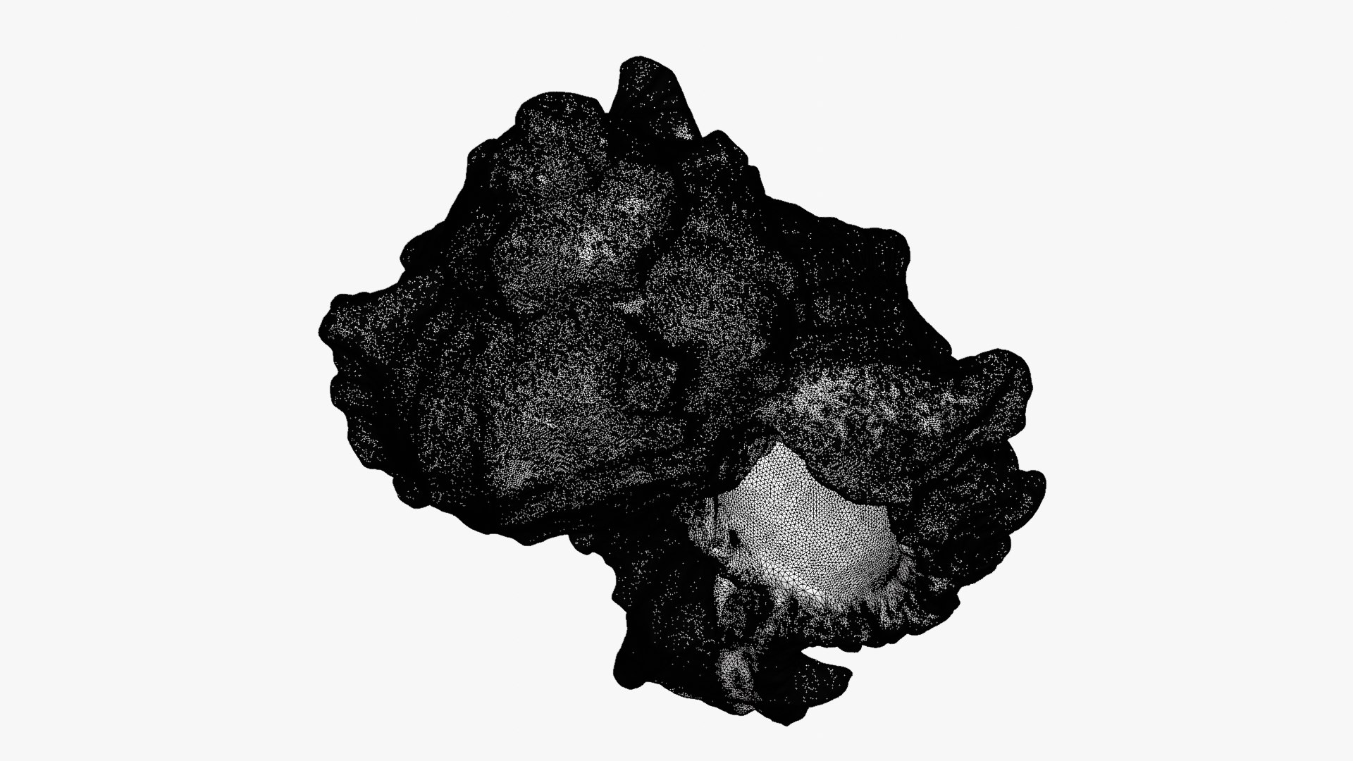 Murex Shell 03 Raw Scan Model - TurboSquid 2432838