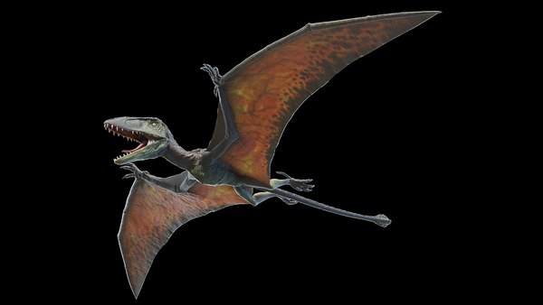 Dimorphodon 3D model - TurboSquid 1659026