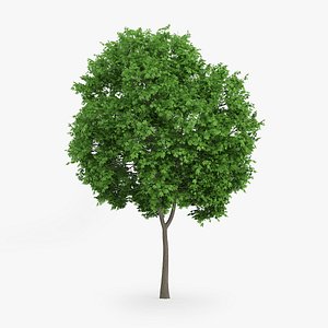 Norway Maple Tree 8m