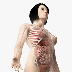3D skin asian female skeleton