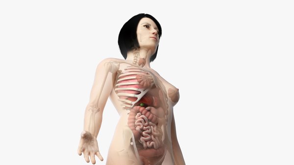 亚洲女性皮肤、骨骼和器官3D模型- TurboSquid 1515163