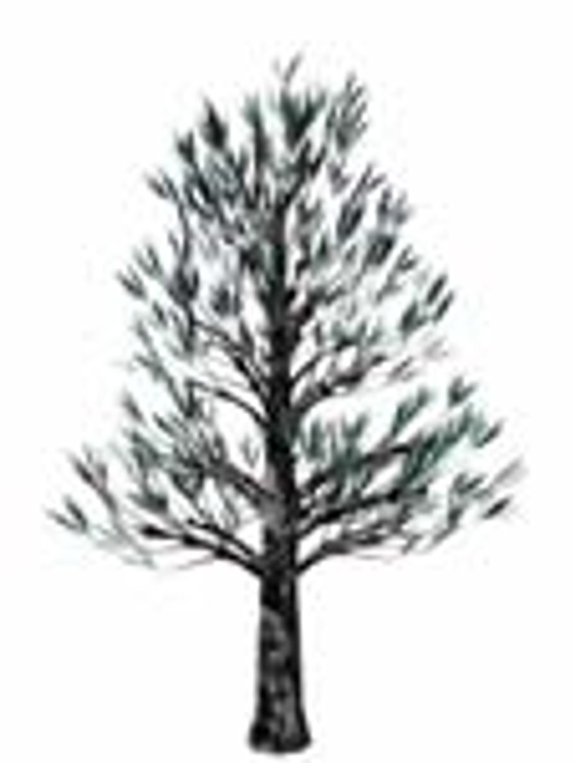 maya western pine https://p.turbosquid.com/ts-thumb/cA/avS8Z3/Cjclb6Rc/pine203/jpg/1005942508/1920x1080/fit_q87/bb9e1c0dafc43d40b0dad9a17f27c4b29d454ab0/pine203.jpg