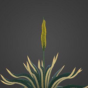 2021 PBR Octopus Agave Collection - Agave Vilmoriniana 3D