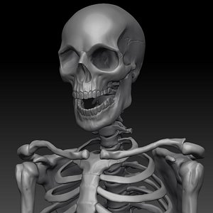 Skeleton
